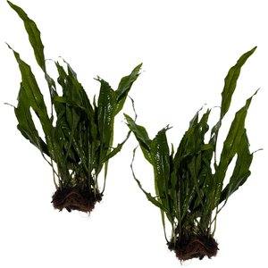 Quinn's Fins Java Fern on Mat Submerged Aquairum Live Plant, Green, 2 count