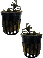 Quinn's Fins Bucephalandra Catherinae Dark Carpet Submerged Live Plant, Red, 2 count