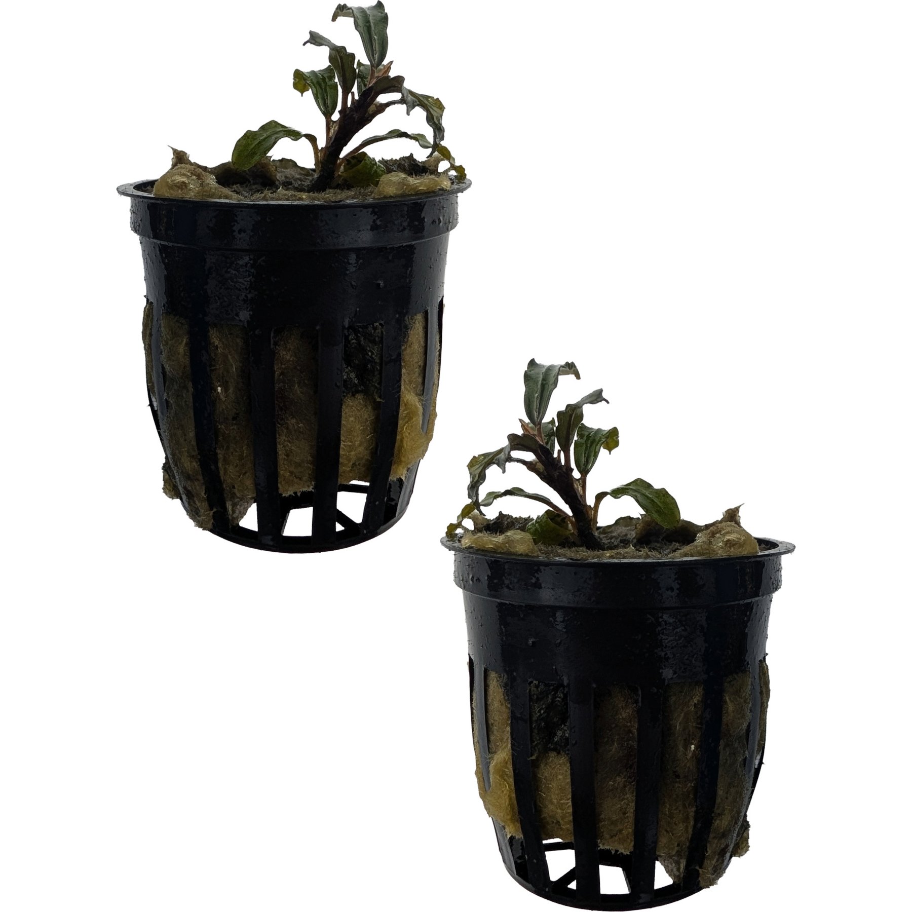 Quinn's Fins Bucephalandra Catherinae Dark Carpet Submerged Live Plant, Red, 2 count