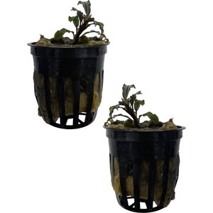 Quinn's Fins Bucephalandra Catherinae Dark Carpet Submerged Live Plant, Red, 2 count