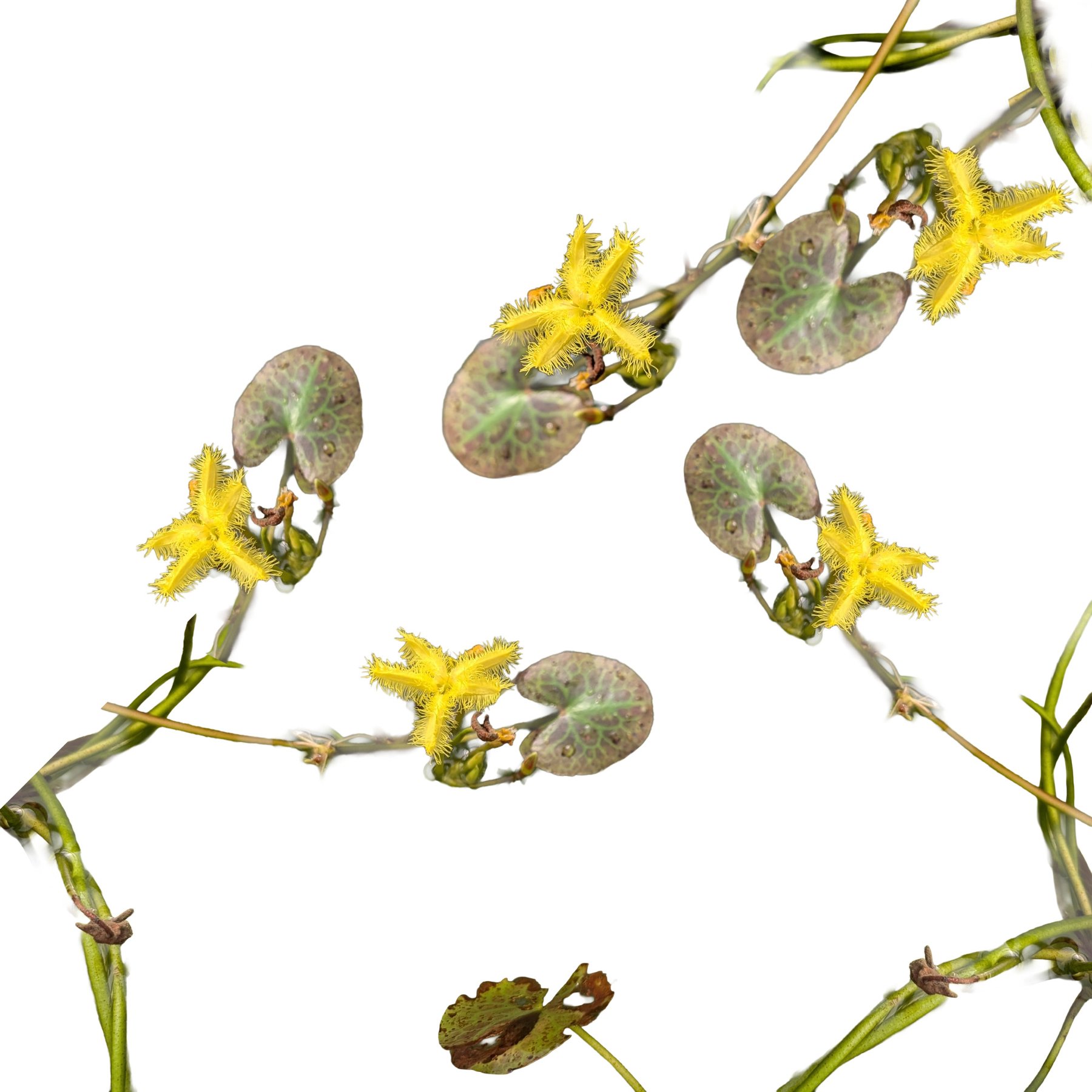 Quinn's Fins Yellow Snowflake Floating Live Pond & Aquarium Plant, Green, 3 count
