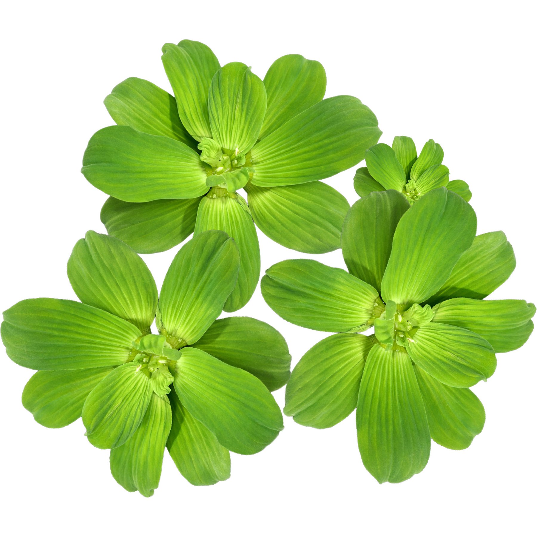 Quinn's Fins Water Lettuce Live Pond & Aquarium Plant, Green, 3 count