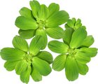 Quinn's Fins Water Lettuce Pond Aquarium Live Plant, Green, 3 count