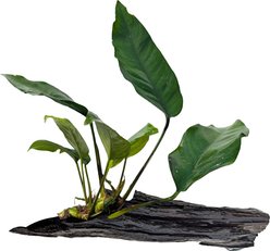 Quinn's Fins Anubias Nangi on Driftwood Submerged Live Plant, Green