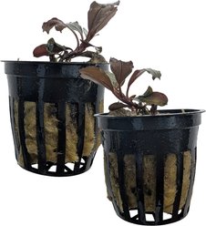 Quinn's Fins Bucephalandra Central Live Submerged Plant, Red, 2 count