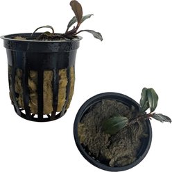 Quinn's Fins Bucephalandra Boyan Live Sumberged Plant, Blue, 2 count