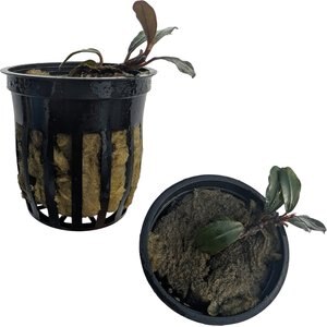 Quinn's Fins Bucephalandra Boyan Live Aquarium Plant, Blue, 2 count