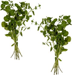 Quinn's Fins Large Leaf Aquatic Mint Marginal Live Pond Plant, Green, 2 count