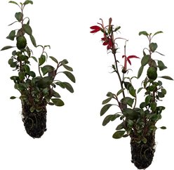 Quinn's Fins Cardinal Flower Pond Marginal Live Plant, Green, 2 count