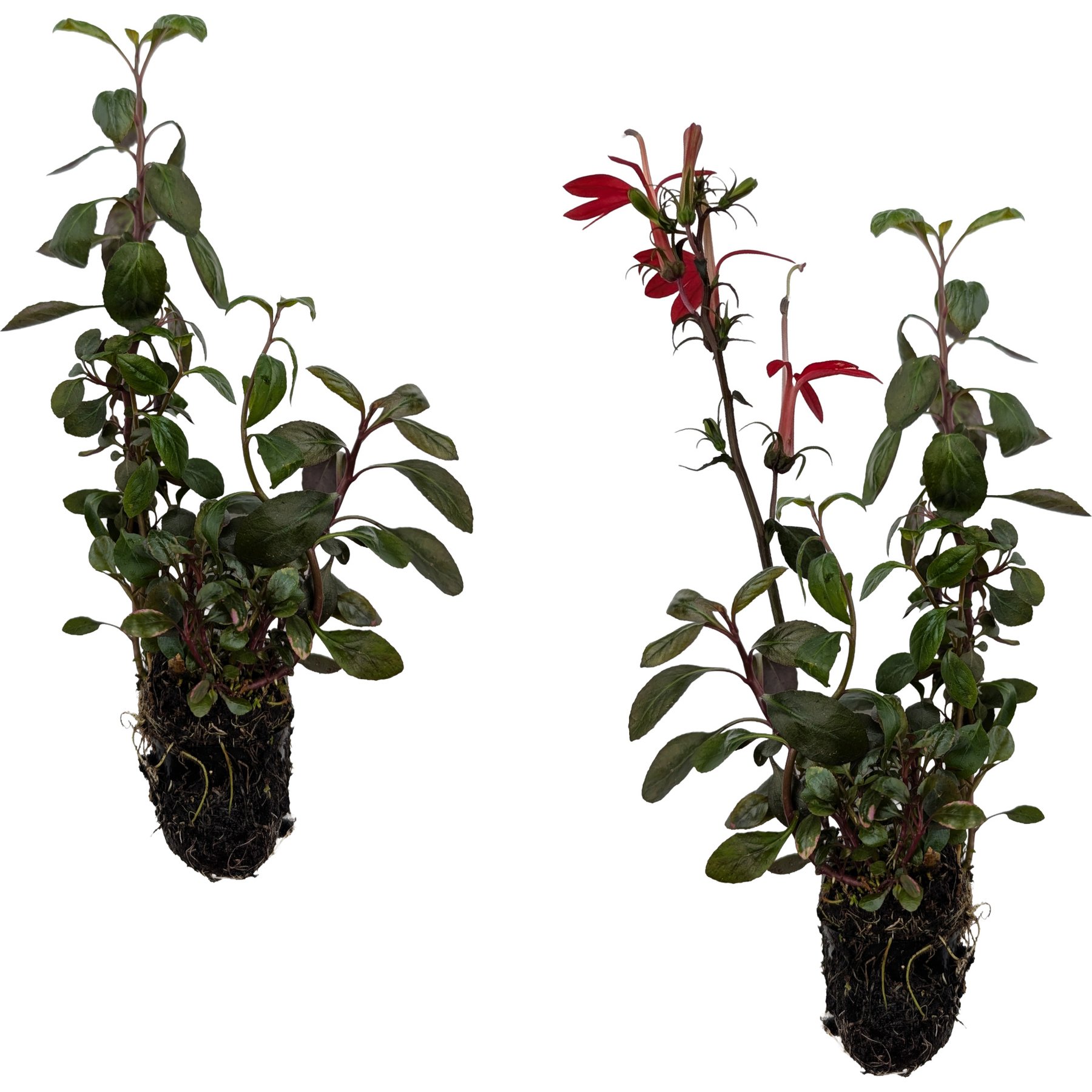 Quinn's Fins Cardinal Flower Pond Marginal Live Plant, Green, 2 count
