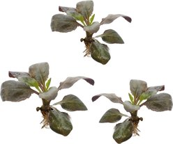 Quinn's Fins Cardinal Plant Submerged Aquarium Live Plant, Green, 3 count