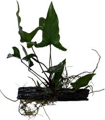 Quinn's Fins Anubias Hastifolia on Driftwood Submerged Live Plant, Green