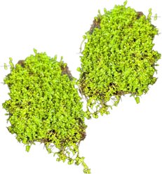 Quinn's Fins Baby Tears on Mat Submerged Aquarium Live Plant, Green, 2 count