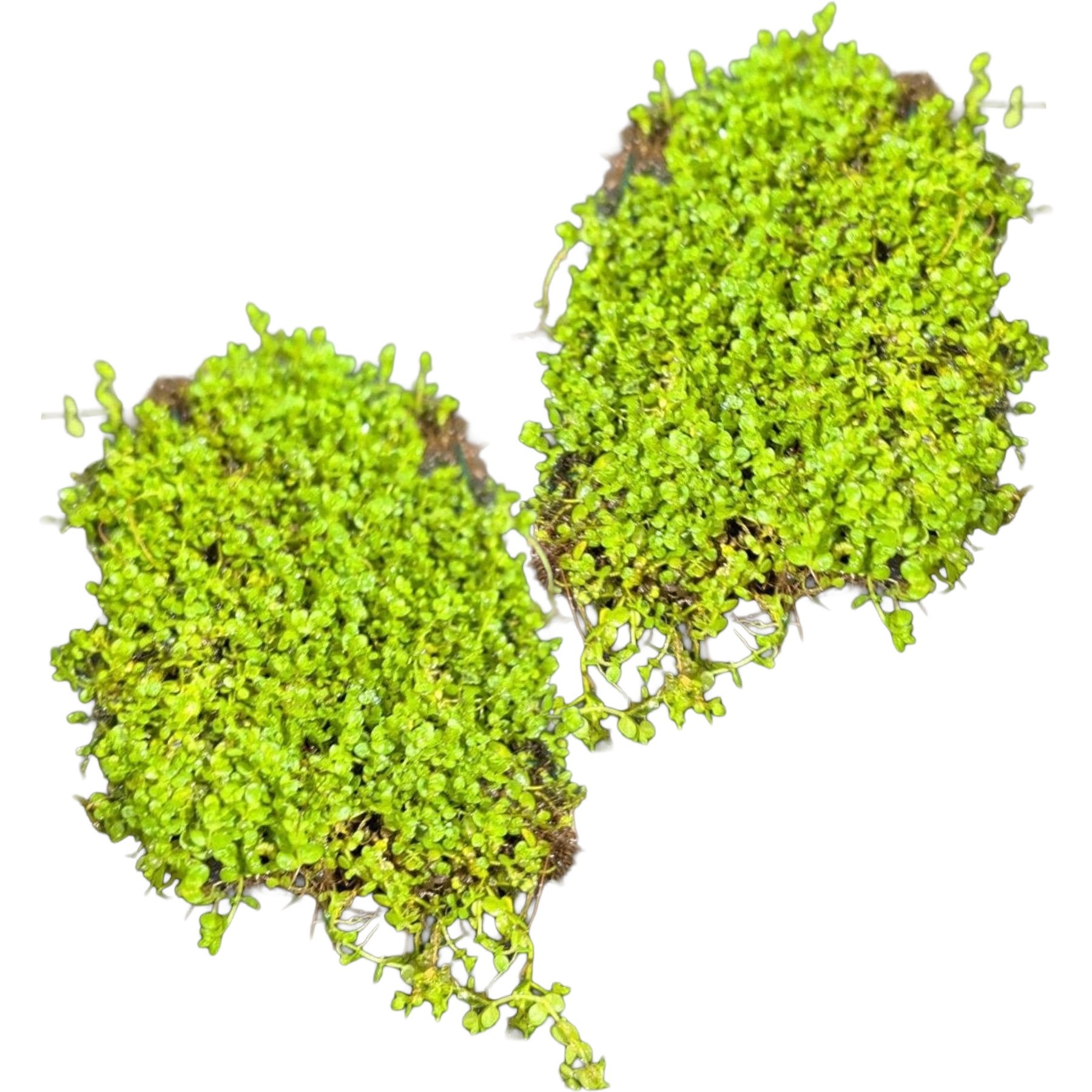 Quinn's Fins Baby Tears on Mat Submerged Aquarium Live Plant, Green, 2 count