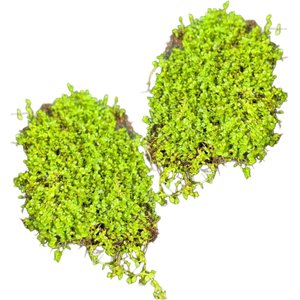 Quinn's Fins Baby Tears on Mat Submerged Aquarium Live Plant, Green, 2 count