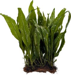 Quinn's Fins Java Fern on Large Mat Submerged Aquarium Live Plant, Green