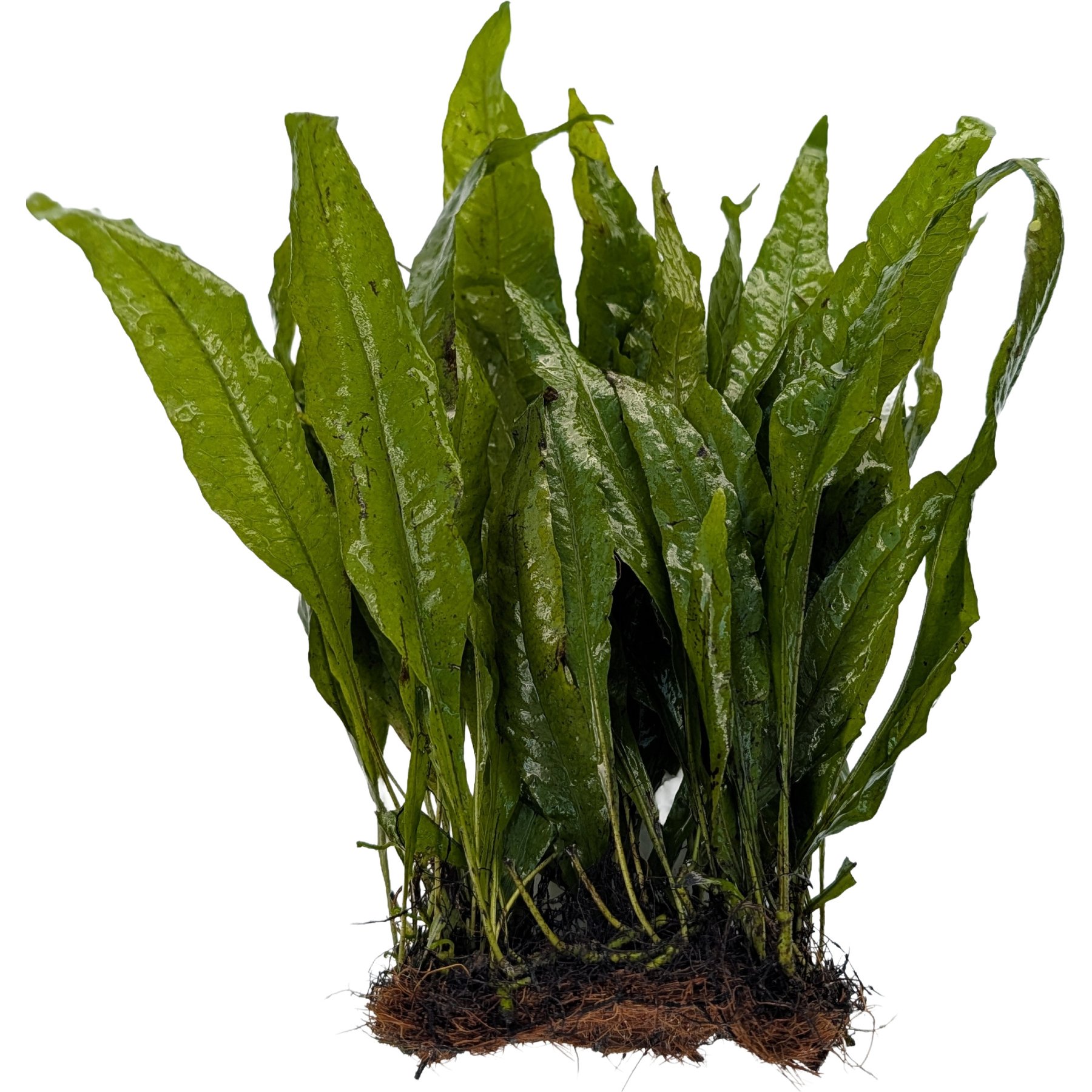 Quinn's Fins Java Fern on Large Mat Submerged Aquarium Live Plant, Green
