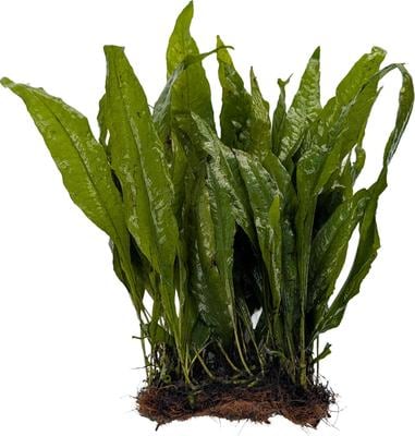 QUINN'S FINS Java Fern on Large Mat Submerged Aquarium Live Plant ...