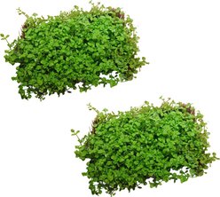 Quinn's Fins Monte carlo on Mat Submerged Aquarium Live Plant, Green, 2 count