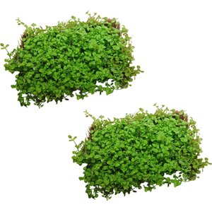 Quinn's Fins Monte Carlo on Mat Submerged Live Aquarium Plant, Green, 2 count