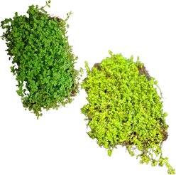 Quinn's Fins Baby Tears & Monte Carlo on Mat Submerged Aquarium Live Plant, Green, 2 count