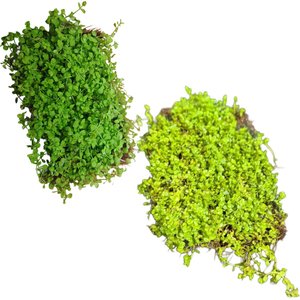 Quinn's Fins Baby Tears & Monte Carlo on Mat Submerged Aquarium Live Plant, Green, 2 count