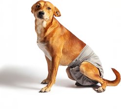 Rocket & Rex Reusable Dog Diaper Liner Booster Pads, X-Large, 10 count slide 2 of 3