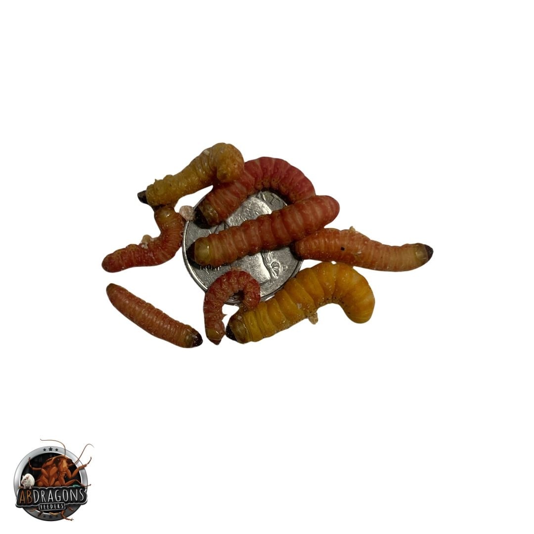 ABDRAGONS Live Butterworms Reptile Bearded Dragon Food, 25 count ...