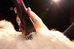 Wahl Bravura2 Cat & Dog Clipper, Brilliant Rose slide 2 of 9