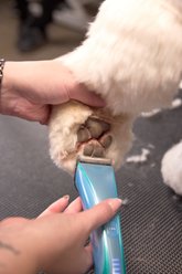 Wahl Motiva2 Dog, Cat & Horse Clipper, Blue Ivy slide 2 of 8