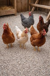 Little Farmer Products Clean Chicken Coop Sand Bedding Litter, 35-lb slide 2 of 6