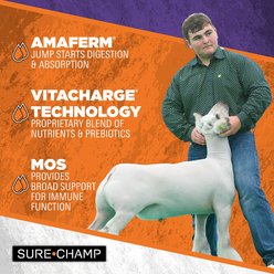 Sure Champ Liquid Boost Farm Animal Supplement, 320-fl oz bottle slide 2 of 6
