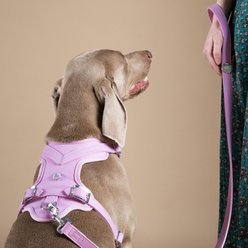 myfamily Hermitage Leather Dog Harness, Pink, Small: 17 to 23-in chest slide 2 of 6