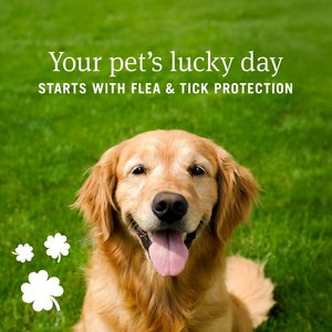 PetArmor Plus Flea & Tick Spot Treatment for Dogs, 45-88 lbs, 6 Doses (6-mos. supply)