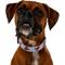 Show in main carousel: Frisco Coastal Lobster Dog Collar, L/XL: 18 to 26-in neck, 1-in wide slide 3 of 9