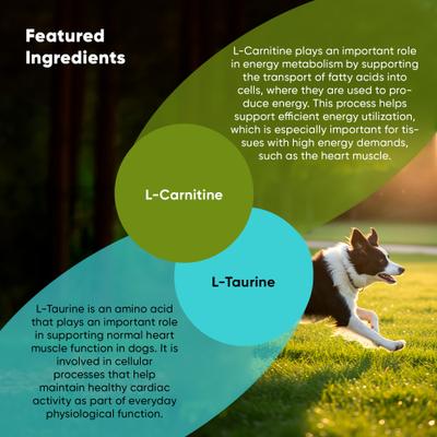 l carnitine for dogs benefits ROOTED OWL Natural Cardio Support Capsules Supplement with L-Taurine & L- Dogs, 60 count Lip Balms Size:50 g BPC-157 Research Peptide |