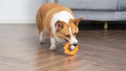 Arm & Hammer Products Nubbies Rubber Ring Dental Dog Toy slide 2 of 6