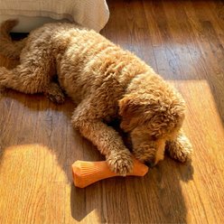 Pupstages Flex-Force Honey-Peach Scent Treat-Stuffing Fetch Stick Dog Toy, Orange, Large slide 2 of 6