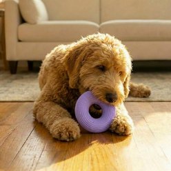 Pupstages Flex-Force Vanilla-Roast Scent Floating Ring Dog Toy, Purple, Medium slide 2 of 6