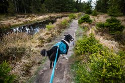 Non-stop Dogwear Trail Quest Dog Backpack, Dark Teal, X-Large slide 2 of 4