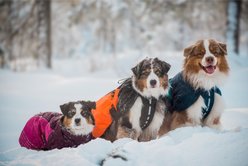 Non-stop Dogwear Glacier 2.0 Dog Jacket, Navy/Teal/Red, 70 slide 2 of 3