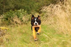 Non-stop Dogwear Protector Suit Male Dog Coat, Orange/Black, 60 slide 2 of 2