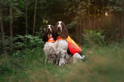 Non-stop Dogwear Protector Cover 2.0 Dog Safety Vest, Orange, X-Large slide 2 of 4