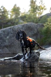 Non-stop Dogwear Protector Neoprene Dog Vest, Orange, X-Large slide 2 of 6