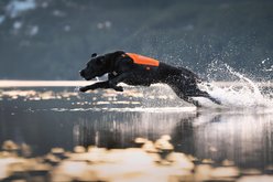 Non-stop Dogwear Protector Neoprene Dog Vest, Orange, Medium slide 2 of 6