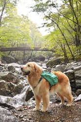 Non-stop Dogwear Trail Light Dog Backpack, Teal, Small slide 2 of 4