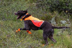 Non-stop Dogwear Protector 2.0 Dog Vest, Orange, X-Large slide 2 of 4