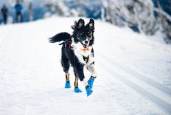 Non-stop Dogwear Long Distance Dog Bootie, Blue, X-Large slide 2 of 3