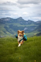 Non-stop Dogwear Trail Quest Dog Backpack, Dark Teal, Small slide 2 of 4