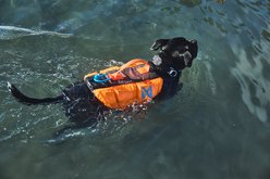 Non-stop Dogwear Protector Dog Life Jacket, Teal, 6 slide 2 of 4